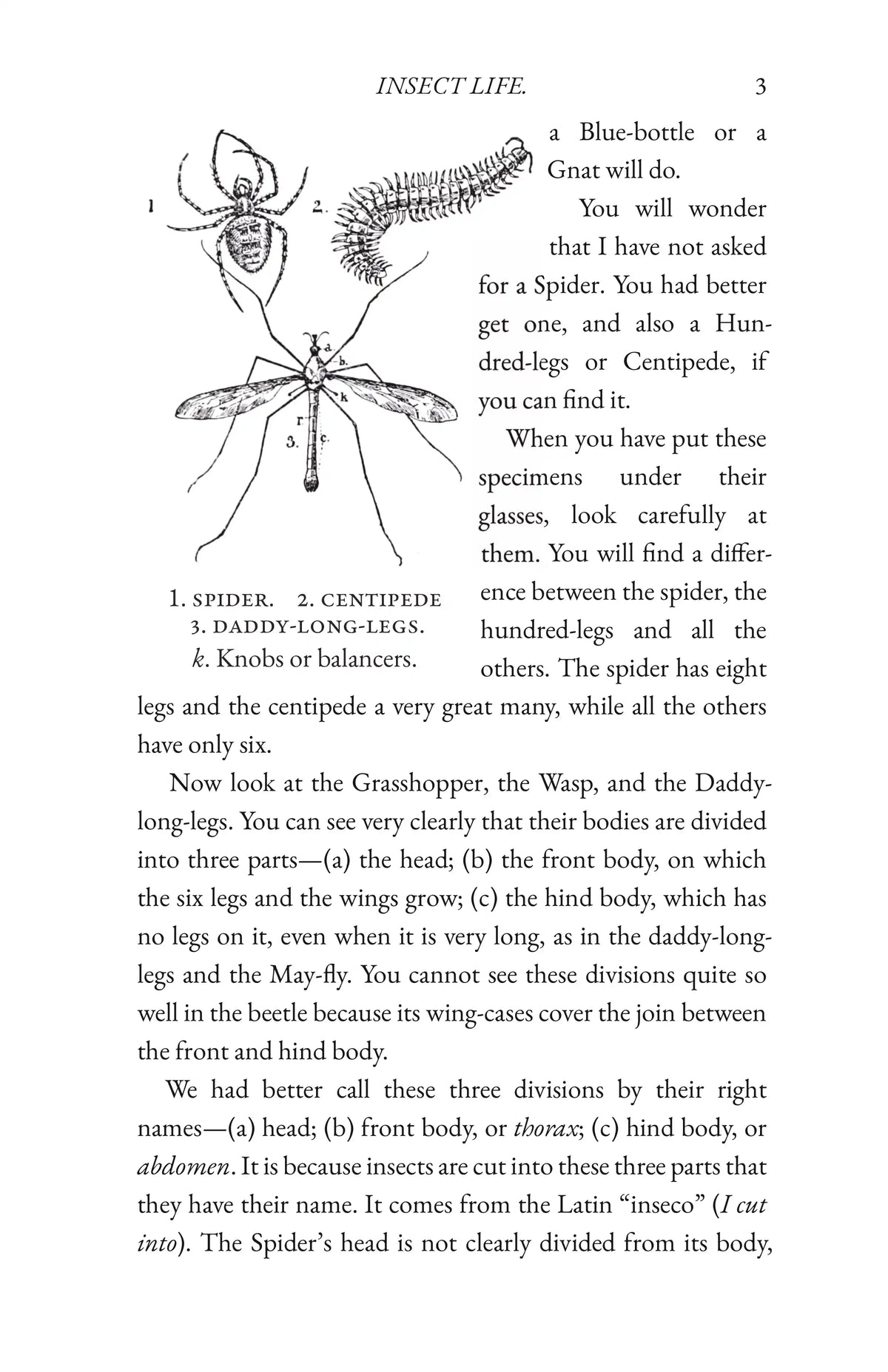 Insect Life — Page 3