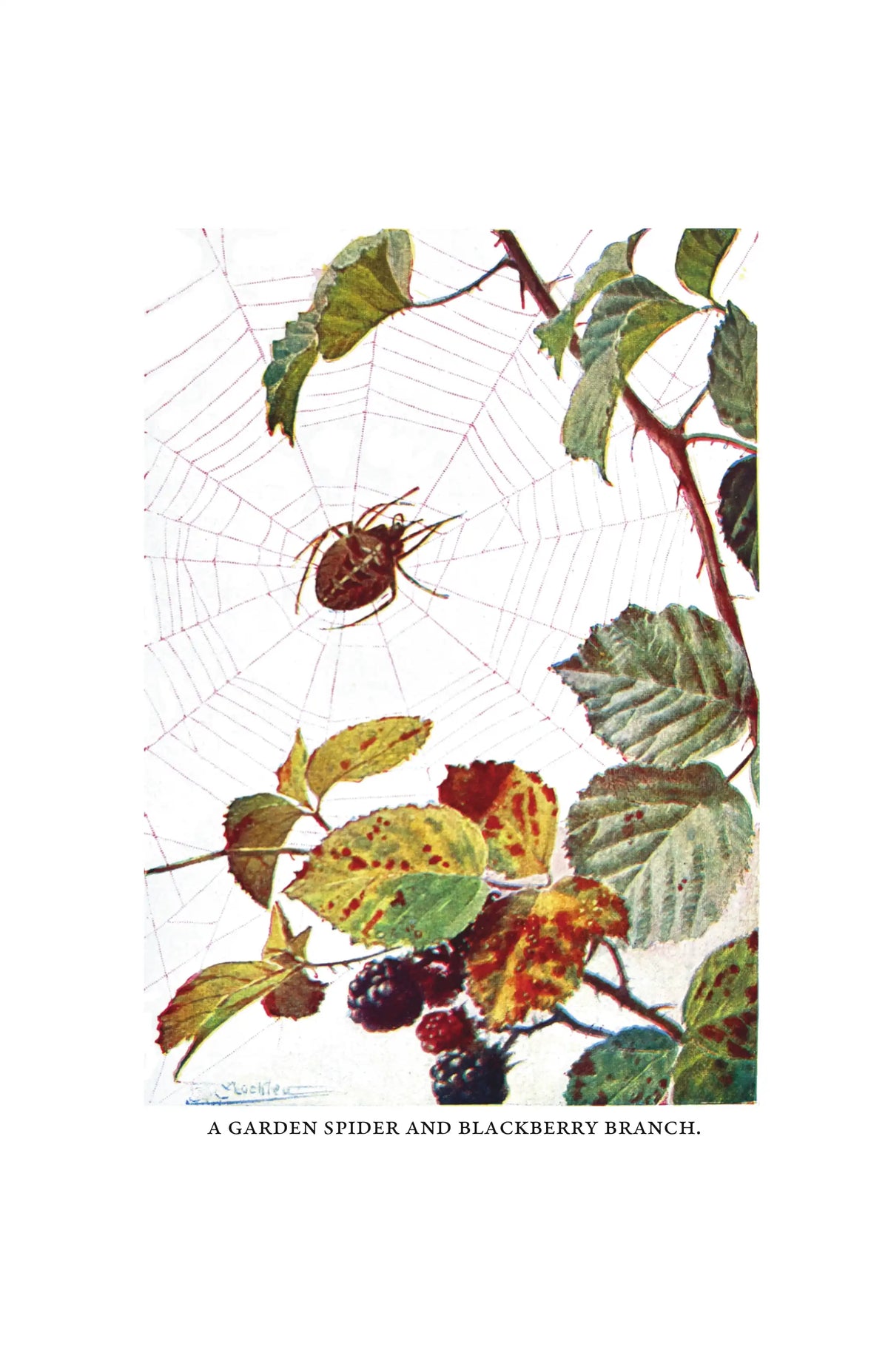 Wild Life in Woods and Fields — Page 3