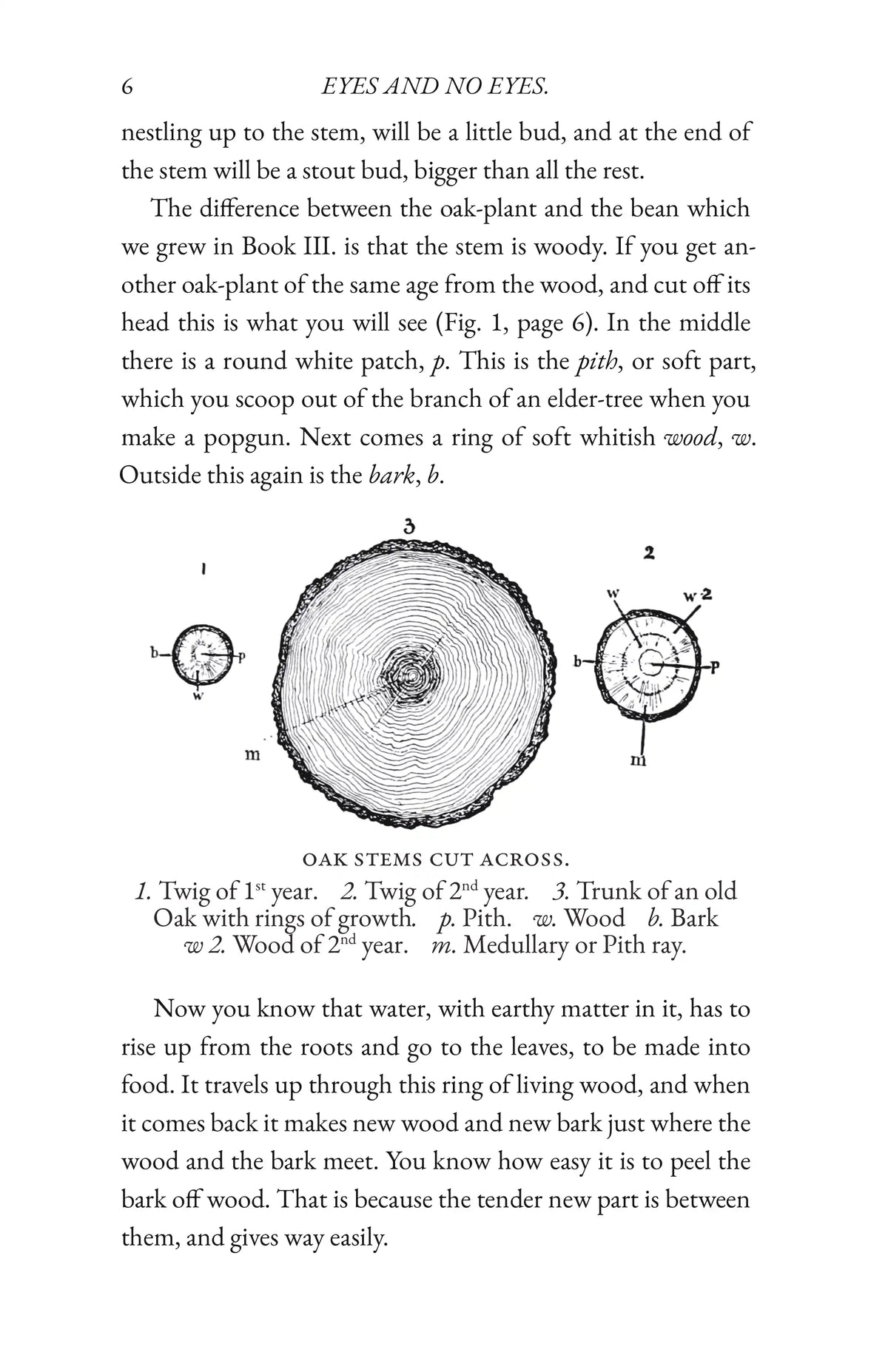 Trees and Shrubs — Page 6