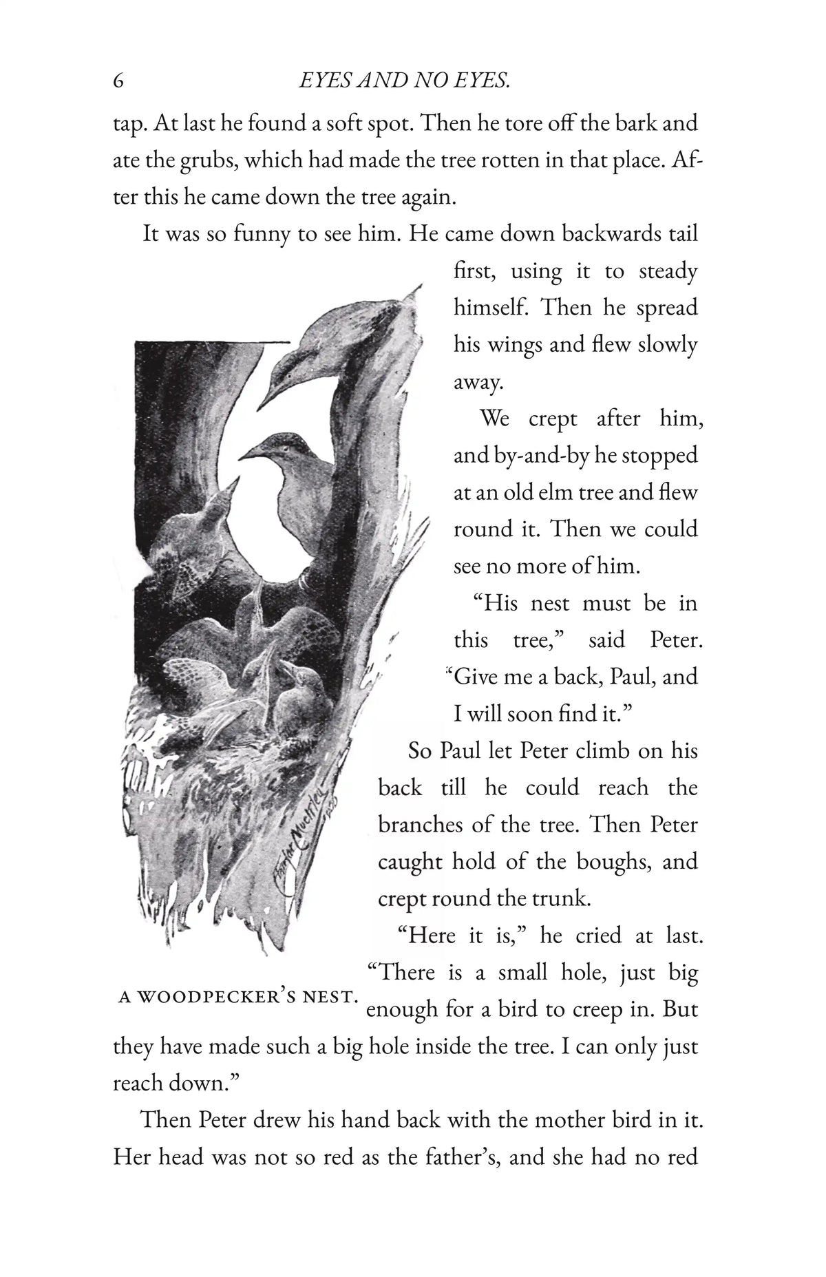 Wild Life in Woods and Fields — Page 6