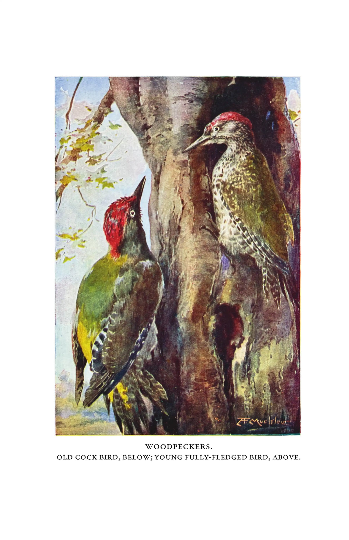 Wild Life in Woods and Fields — Page 7
