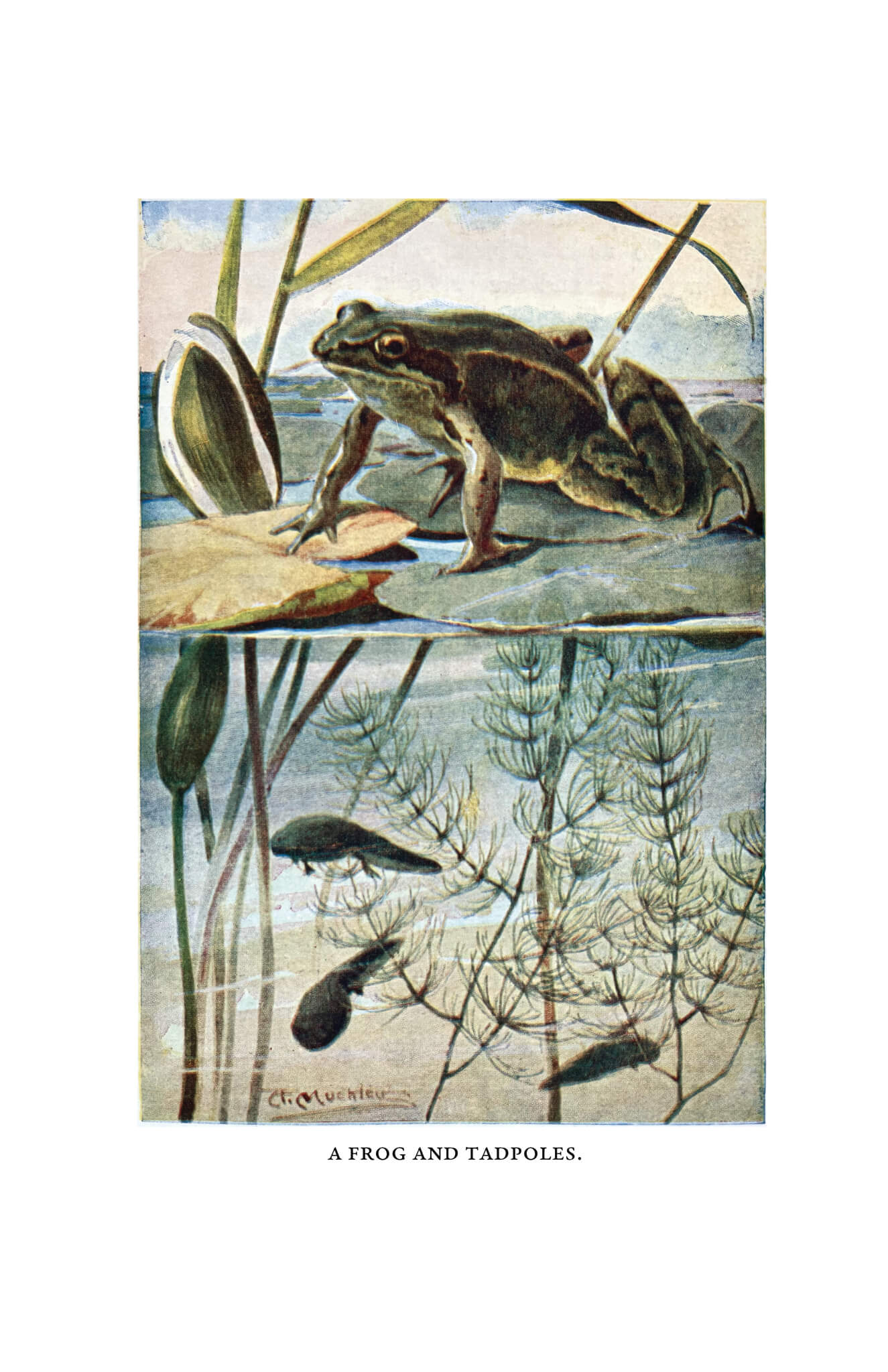 By Pond and River