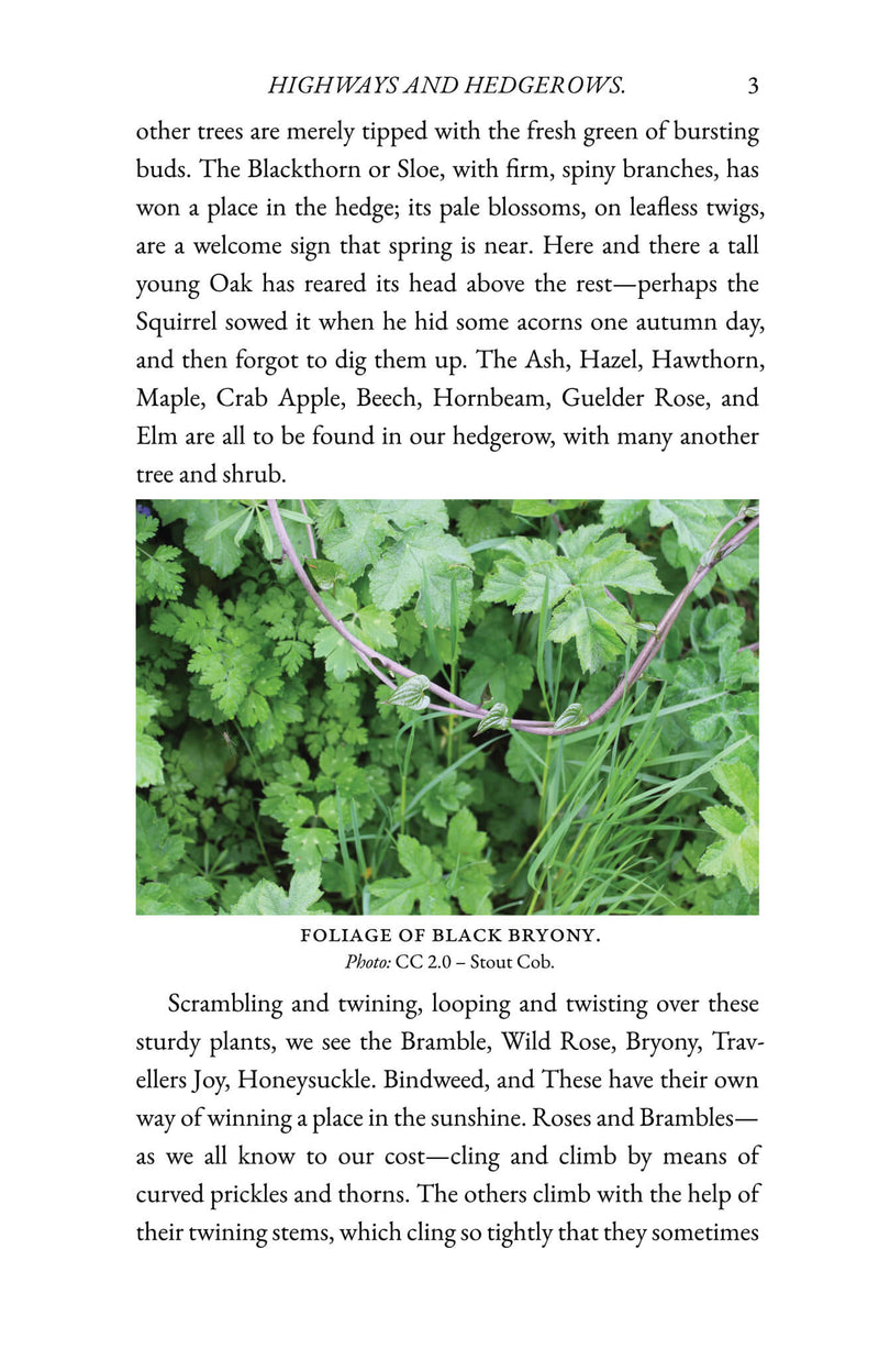Highways and Hedgerows