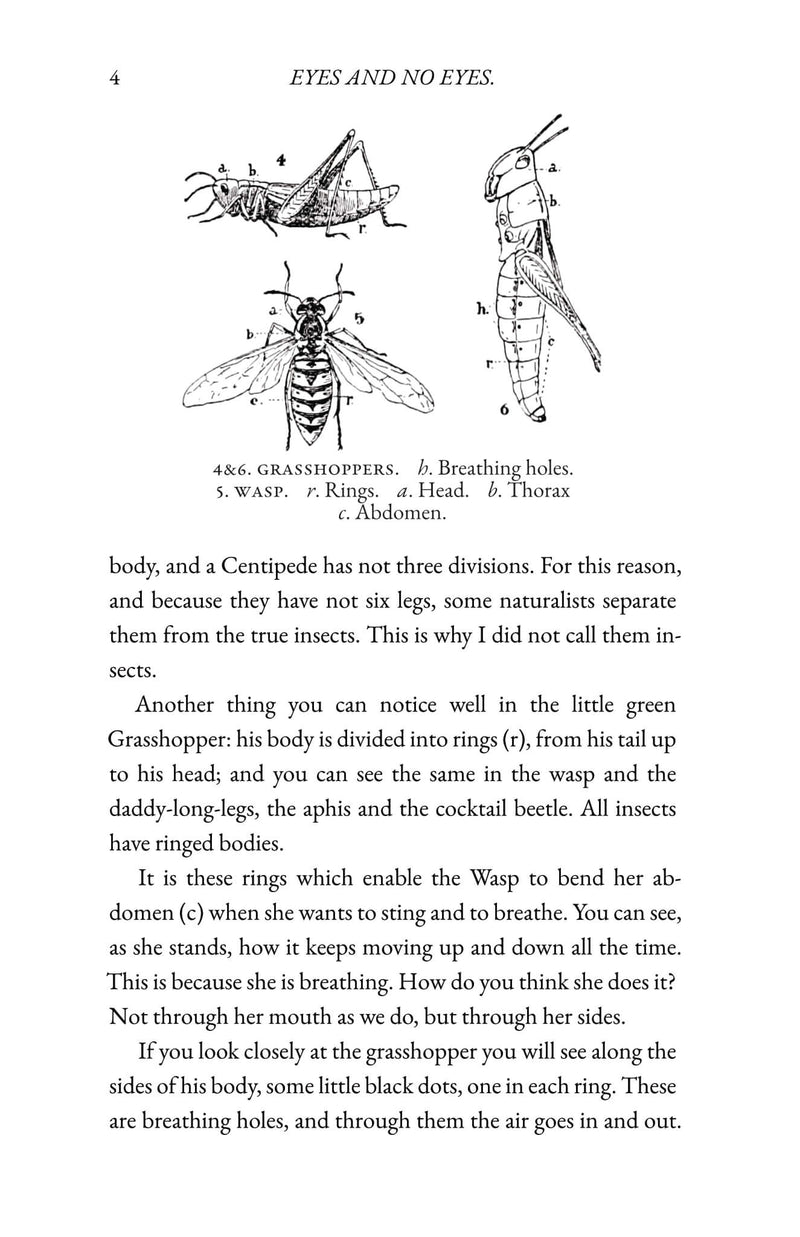 Insect Life