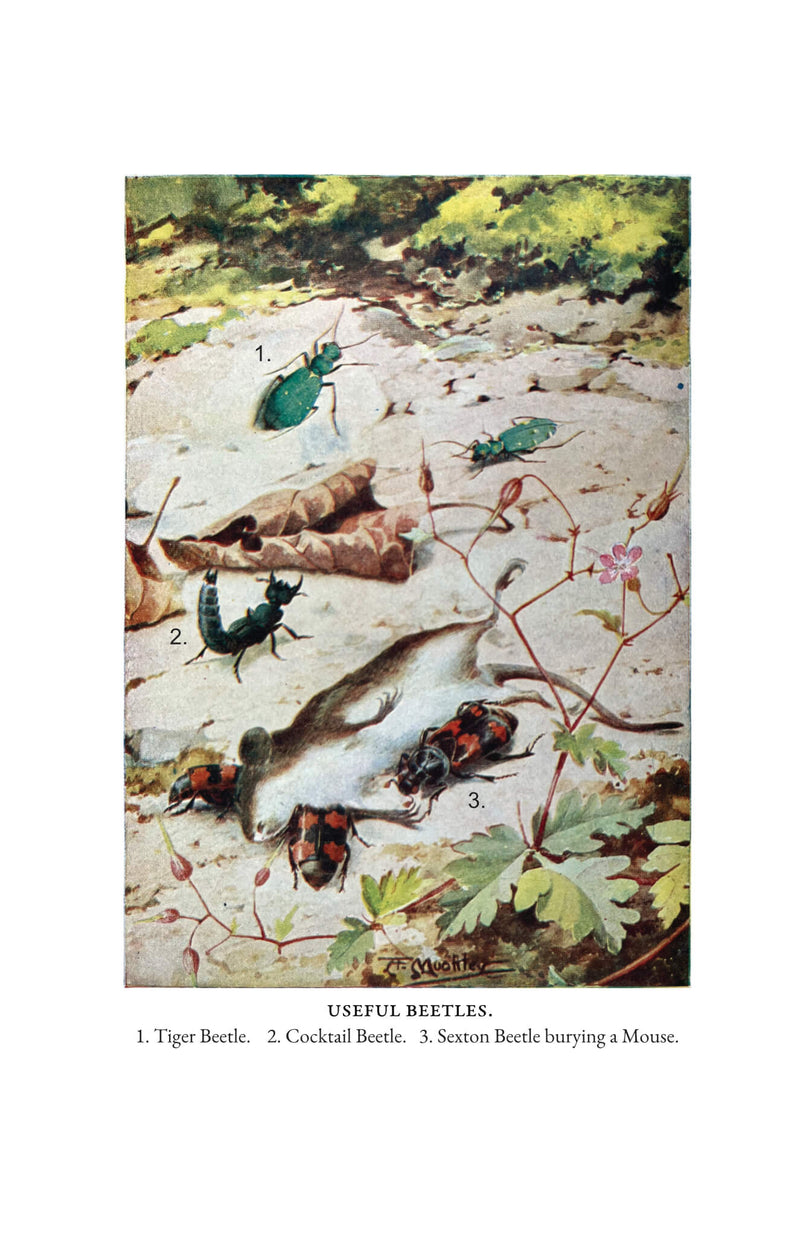 Insect Life