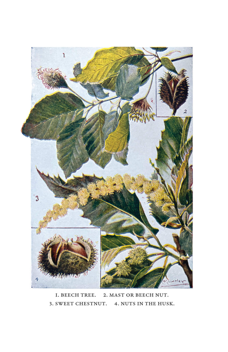 Trees and Shrubs