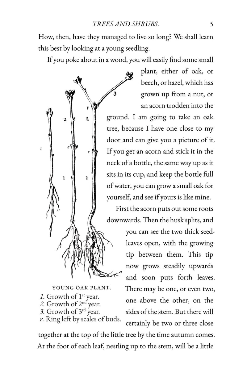 Trees and Shrubs