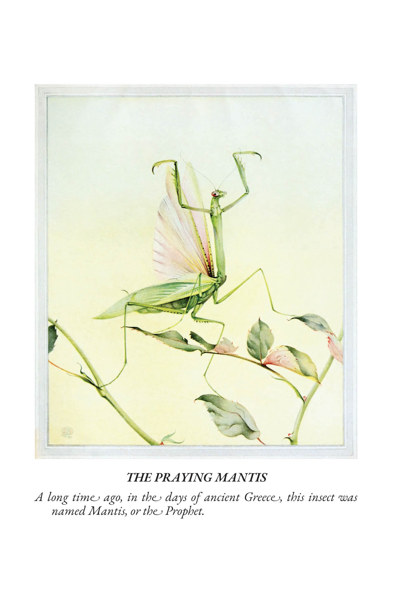 Fabre's Book of Insects