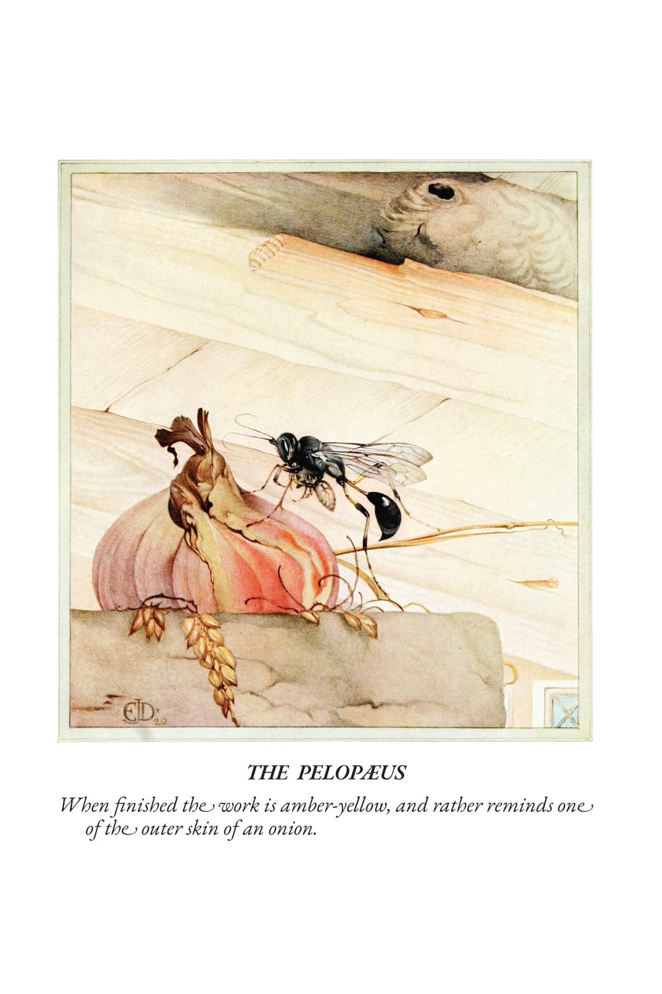 Fabre's Book of Insects - Mrs. Rodolph Stawell — New West Press
