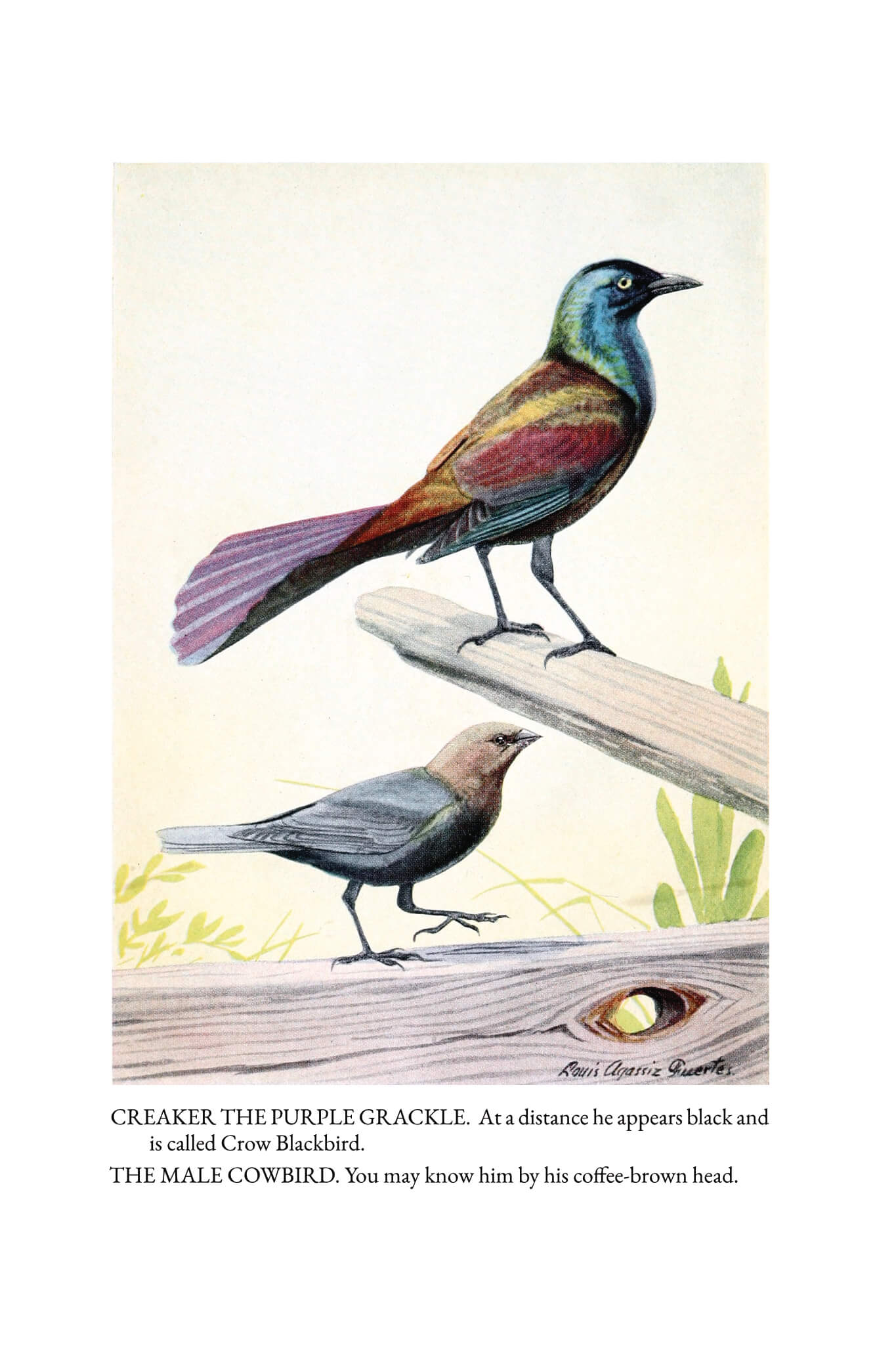 The Burgess Bird Book