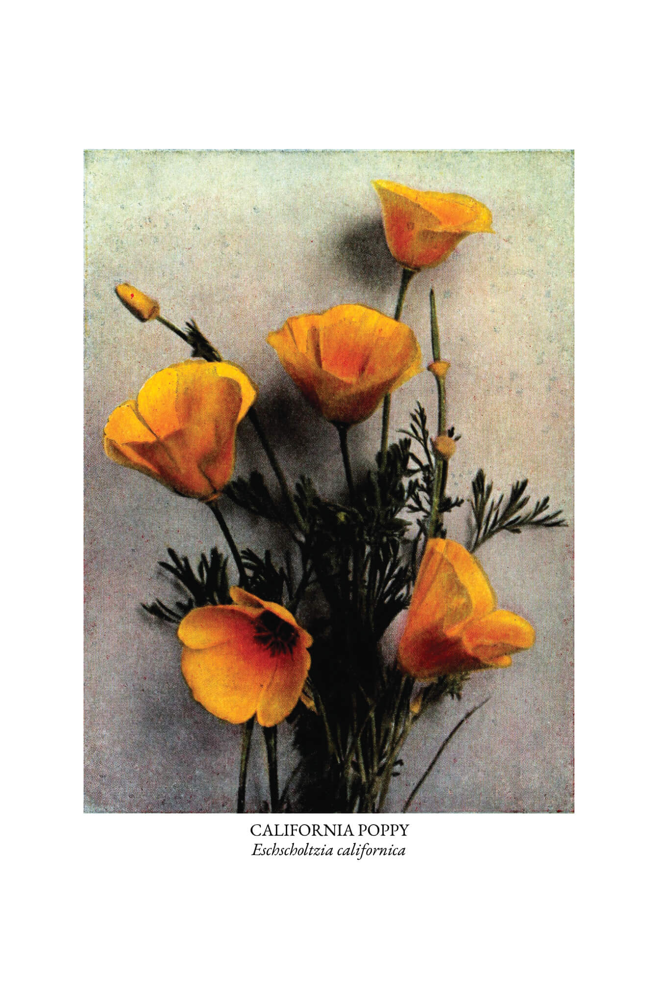 The Burgess Flower Book