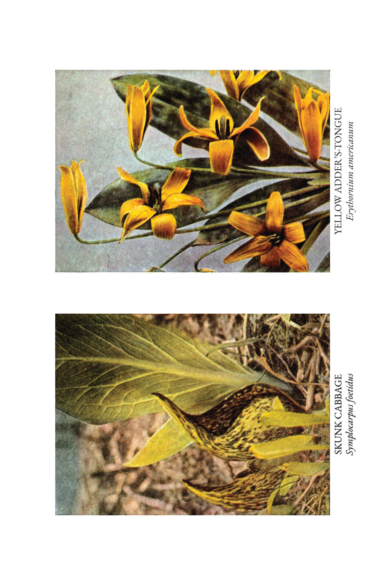 The Burgess Flower Book