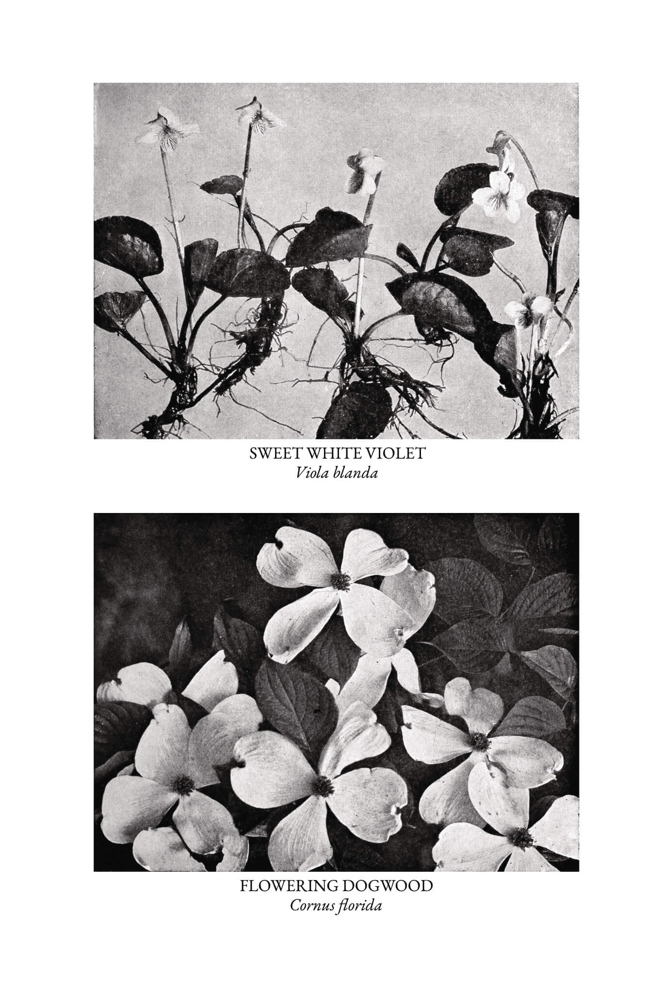 The Burgess Flower Book