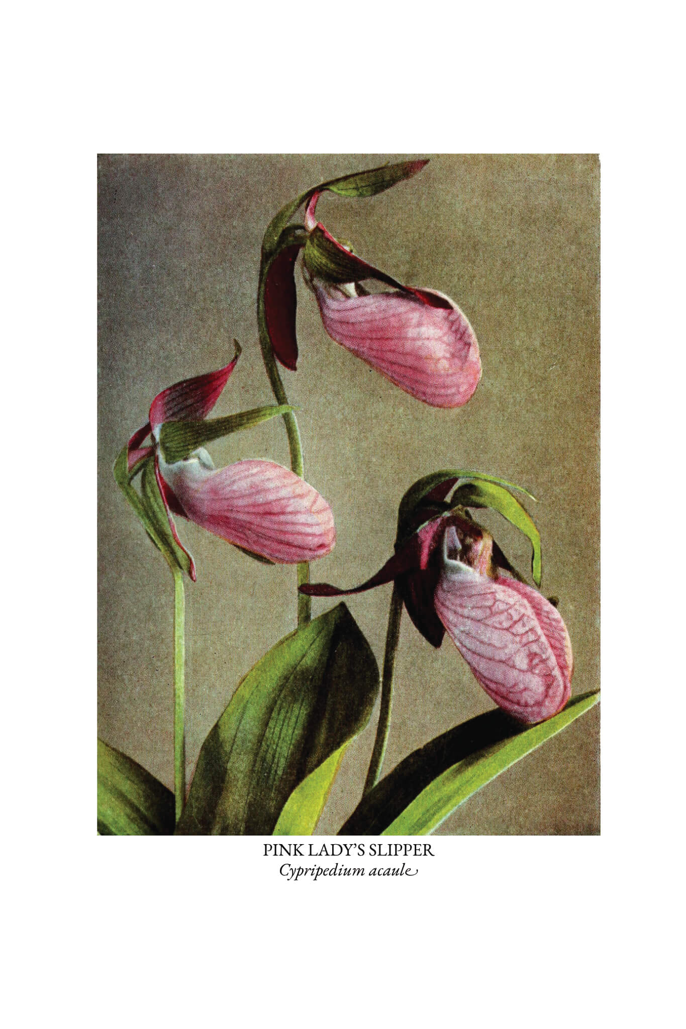 The Burgess Flower Book