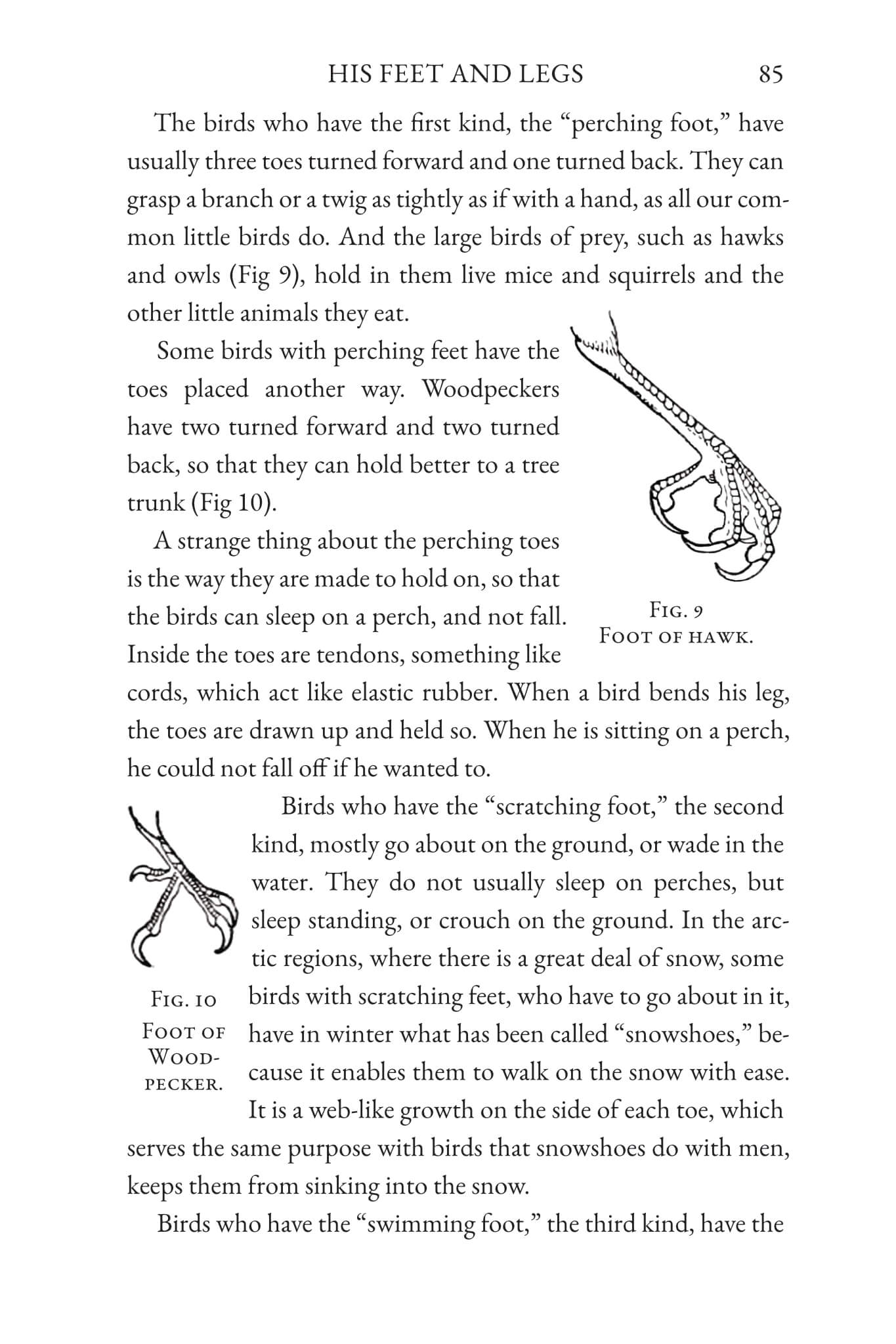 The Children's Book of Birds